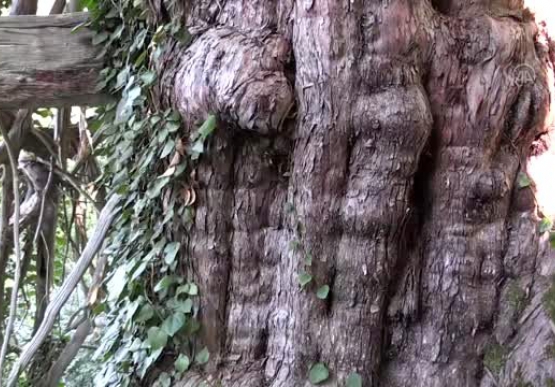 Koruma altına alınan 1200 yıllık porsuk ağacı ihtişamıyla göz dolduruyor