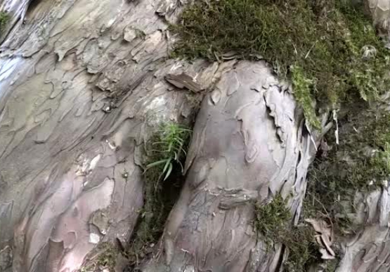 Koruma altına alınan 1200 yıllık porsuk ağacı ihtişamıyla göz dolduruyor